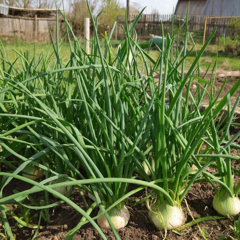 ��� ��� ��������� ��������: ������ ����� ��� ��������� ������