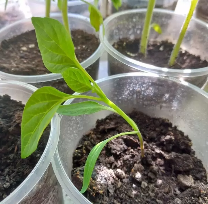 Как правильно поливать рассаду перед пикировкой: рекомендации агрономов