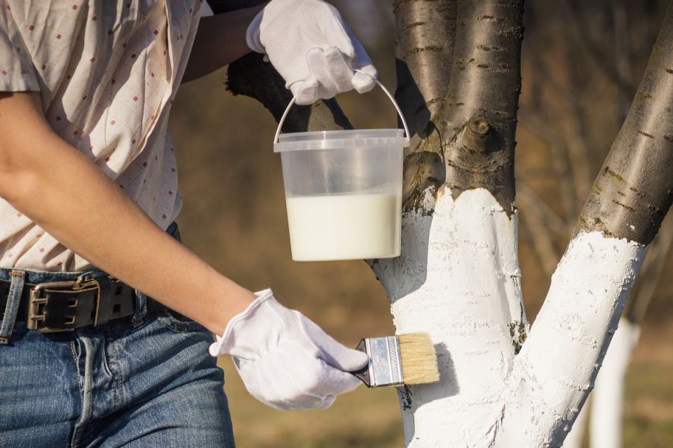 ��� �������� ������� ��������: ������� � �������