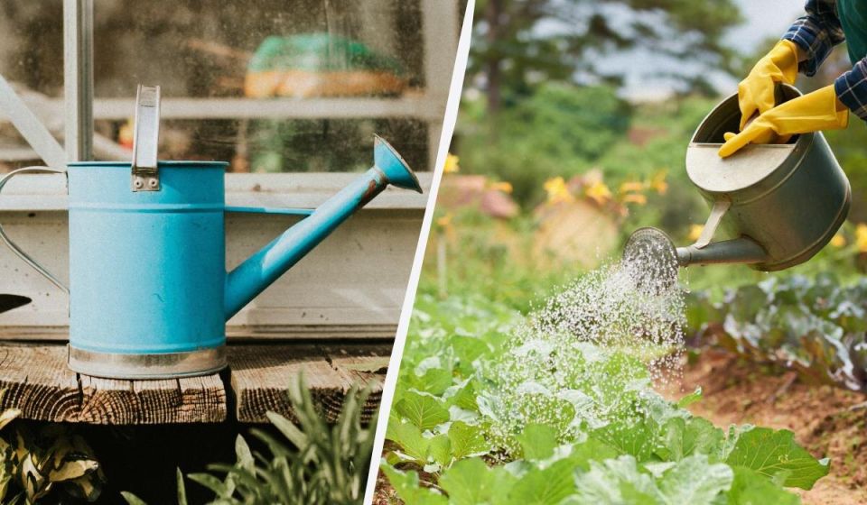 ��� ������������ ����� ����� �������� ��� ������: ������ �� ������ ����