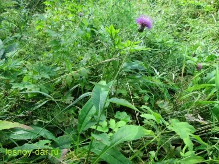 Бодяк разнолистный: природа и применение