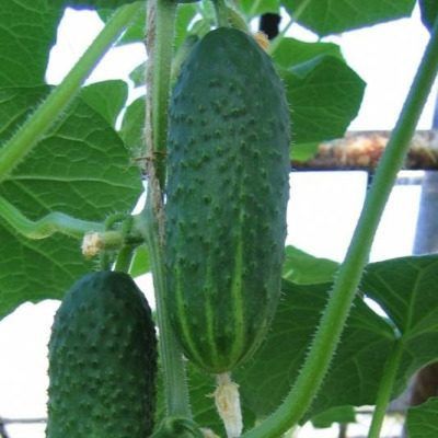 ������ �������: ��� �������� ������� ������ �� ������ ������