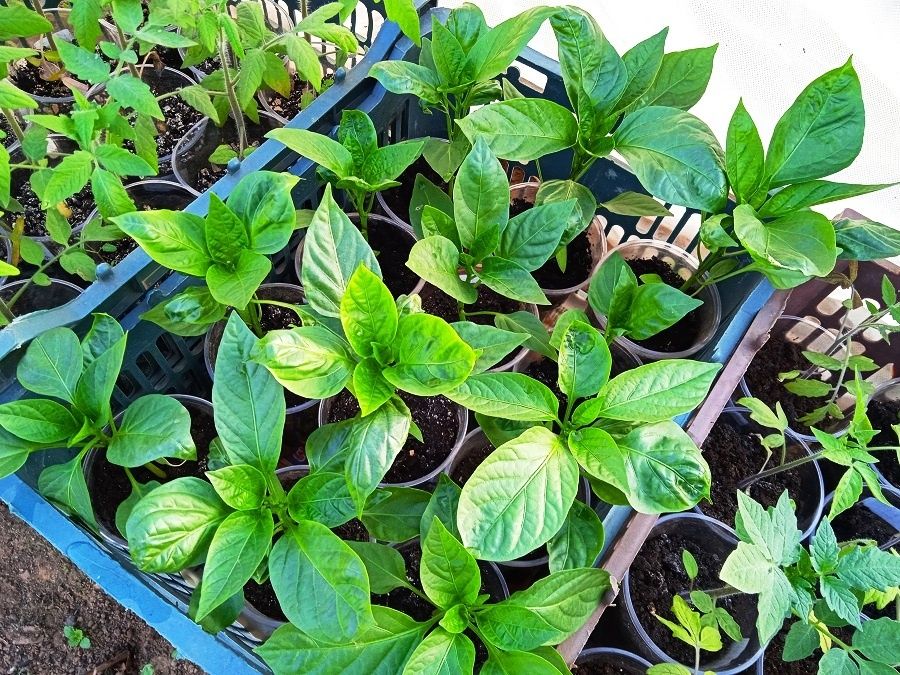 ��� ��������� ��������� ������� �����: ������� � ������������