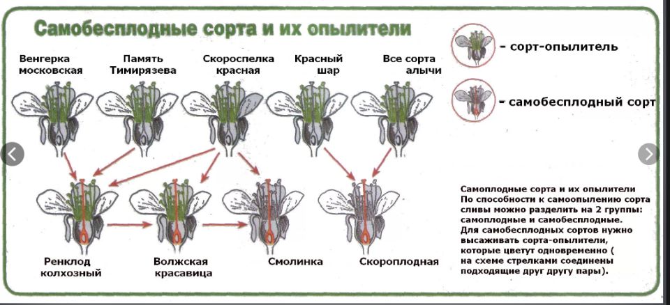 �������� �� �������: ������ ������ � ��� �������