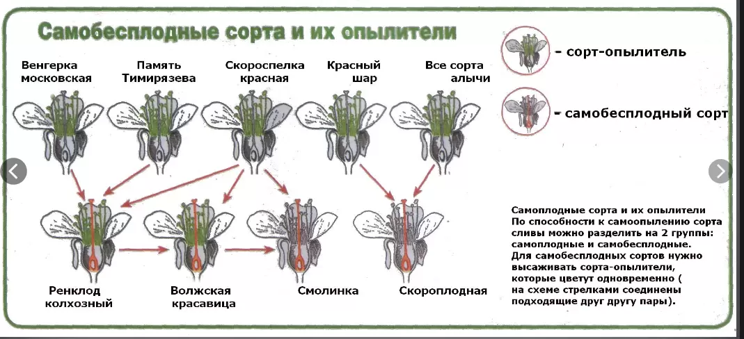 Проблемы со сливами: Упадок завязи и его причины