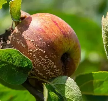 Как защитить сад от монилиоза: простые рекомендации для садоводов