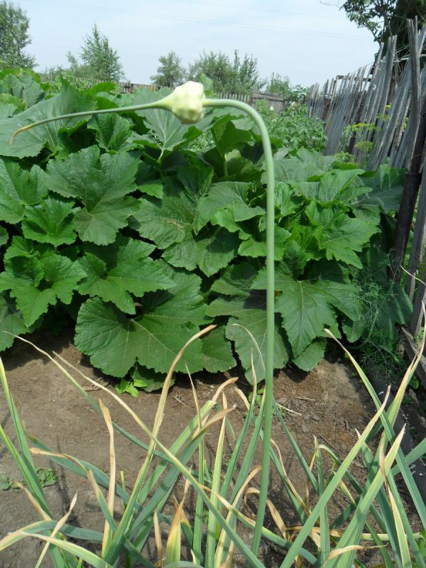 ����������� ������� ������� �������