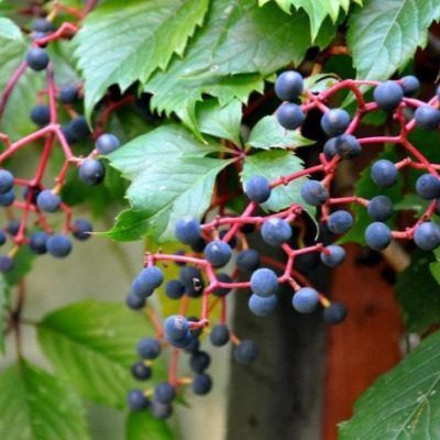 �������� ������� ����: ������������� ���� ��� ������ ����