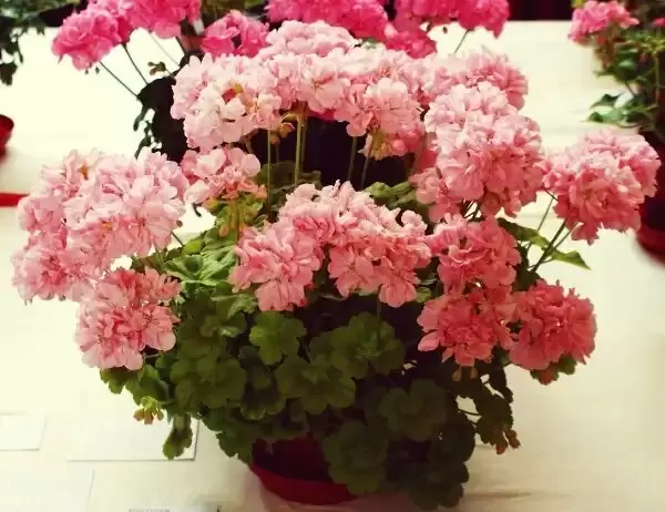 Почему пеларгония — идеальный цветок для вашего дома