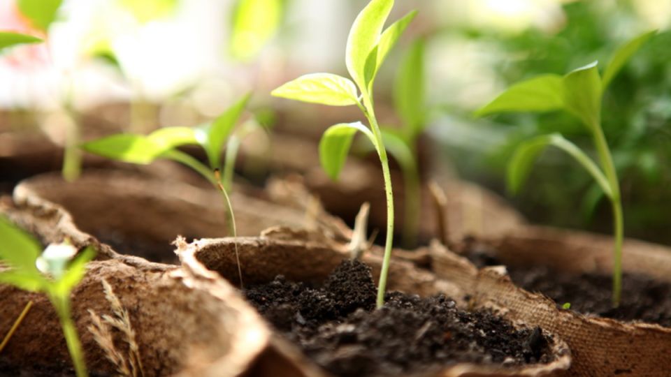 ��� ����������� ������� �������� �������� ����������� ������� �� �������