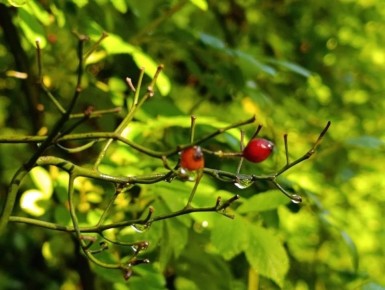 ������ ����, ������� �������!