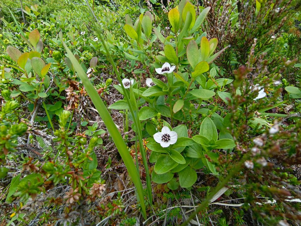 ������ ���� ����� ������������ ����������: ������������ ������������ �����