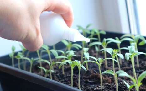 Уход за рассадой помидоров: секреты для крепких растений