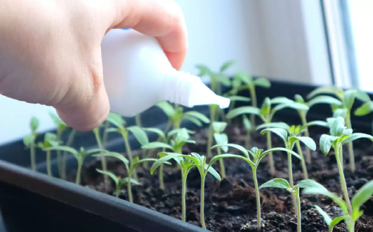 Уход за рассадой помидоров: секреты для крепких растений