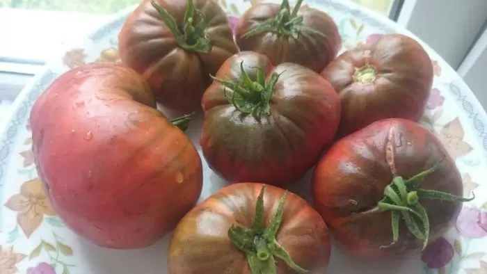 Томат чёрно-голубой хребет: как уникальный цвет и вкус покоряют огородников