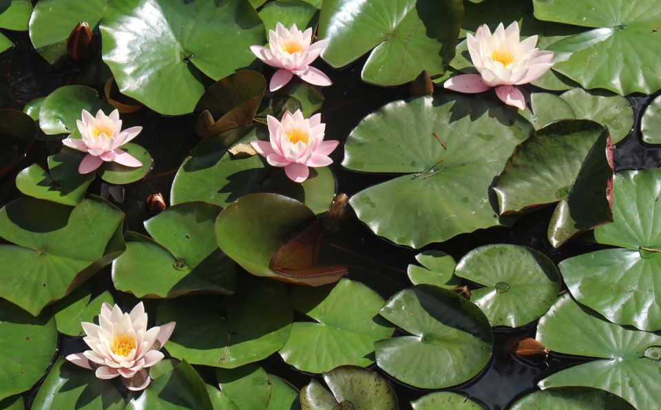 ��� ��������� �� ������: ������� ��������� �������� ������ ��������