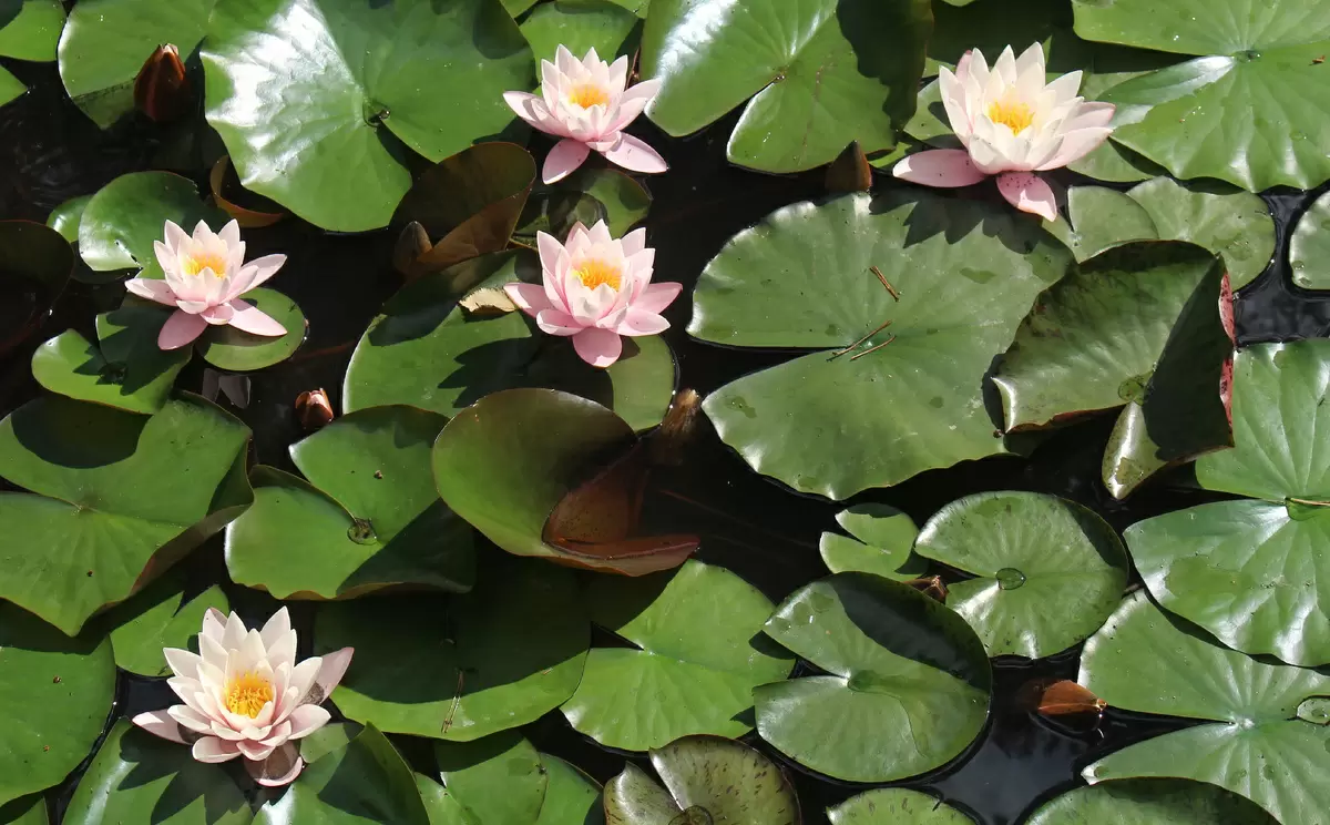 Как ухаживать за прудом: секреты обильного цветения водных растений