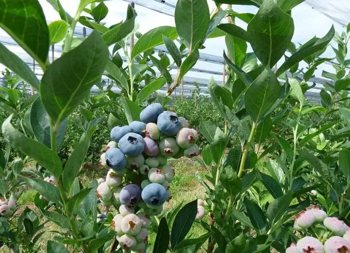 Как достичь идеальной кислотности почвы для успеха в выращивании голубики