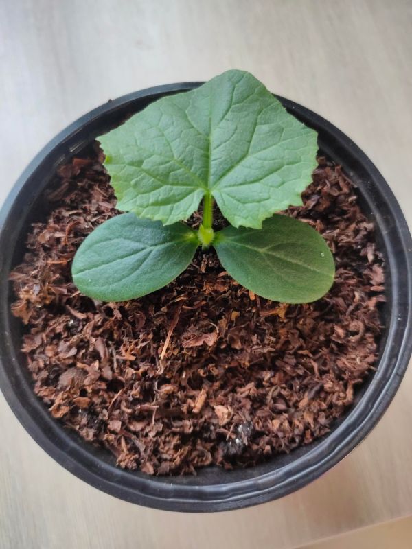 ��� ������������ ������ ���� ��������� ��� ������� �������: ������ � ������������