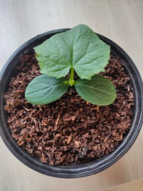 ��� ������������ ������ ���� ��������� ��� ������� �������: ������ � ������������