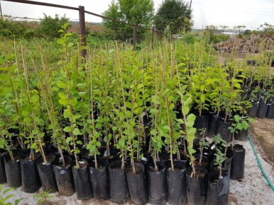 ��� ������� ������������ ������� ��� ������ ����