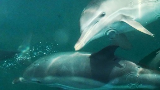 � ������ ����� �� ������ �� ������ �� ������� ������� 132 ��������