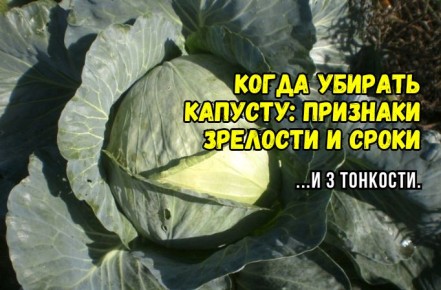 ����� ����� �������: ����� � ��� ������, ����� ��������� �������� �� �����