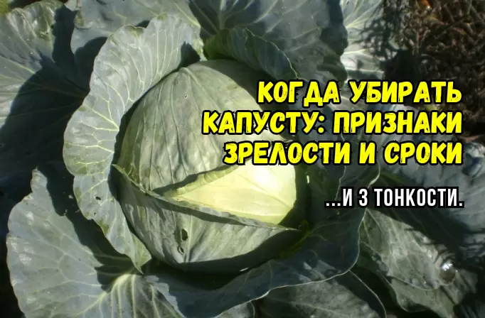 Тайны сбора капусты: когда и как убрать, чтобы сохранить свежесть до весны