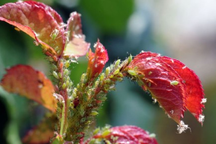 ��� �� �����: ��� �������� ������� �������� �� ��������� ����������