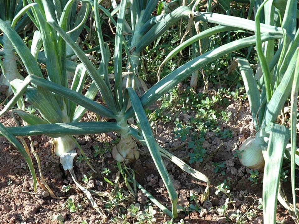 ������� ���������������� ���������� ������� ������: ��� ��������� �������� ������