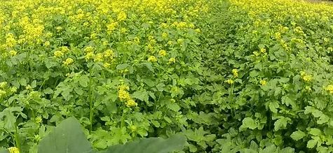 ��� ������� ���������� ������ � �������� ���