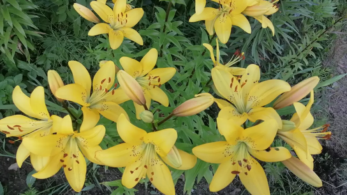 Лилейники: как избежать гнили и добиться цветения