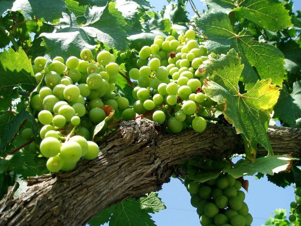 ����������� ������ �������������: ��� ����������� ������� �������� � ������ � �����