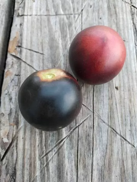 Томат гном вишня мокко: шоколадный микромир на вашем огороде