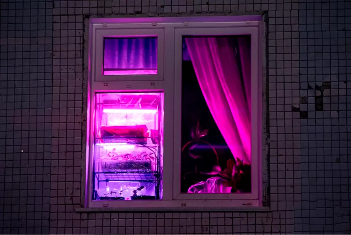 Декабрь как старт для цветущего лета: секреты раннего посева