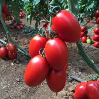 ����� ������� �����: ��������� ��������� ����� � ������� � ��������