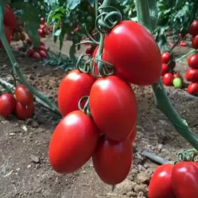 Томат Розовый бутон: идеальное сочетание вкуса и урожаев в теплицах