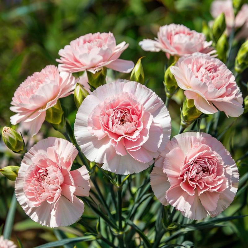 ��������� ����� ��������: ����� ��� ��������� ����������