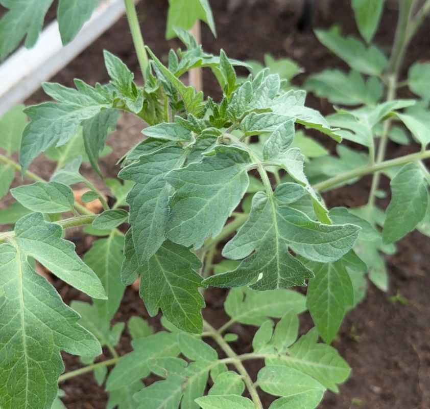 ������� ��������� �������: ������ �������� ������ ������� � ��� �����