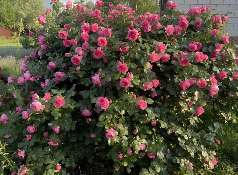 ��� ������� ��������� ��������� ������ �� ���: ������� ��������