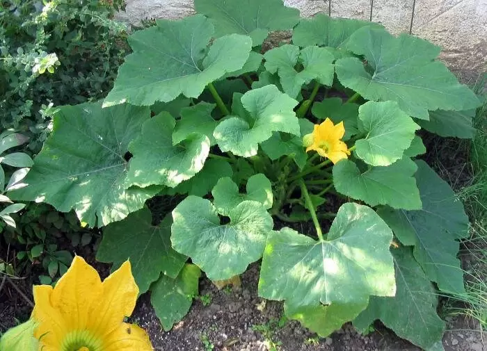 Икра из кабачков с сортами Белый лебедь, Грибовский 37 и Сангрум