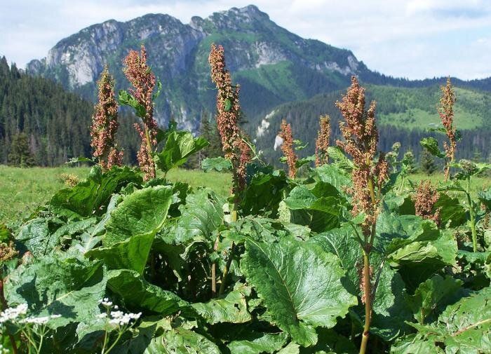 ����������� ������ ������ � ������� �������