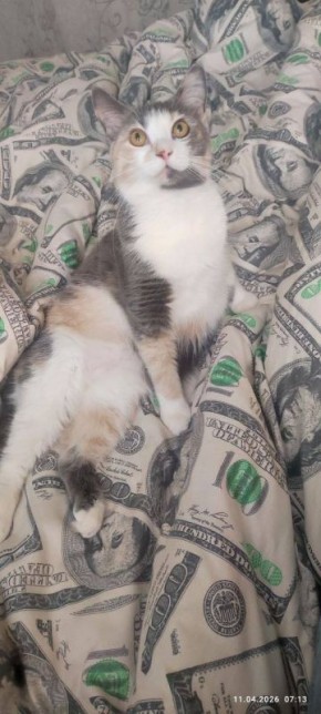 � ������ �� 12 ������ . � ������������� ���� ���������� ����������