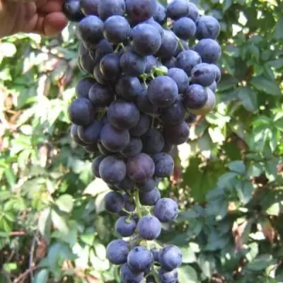 Виноград Бургундский: очарование и вызовы среднепозднего сорта