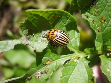 Эффективные методы борьбы с колорадским жуком: секреты удачного урожая