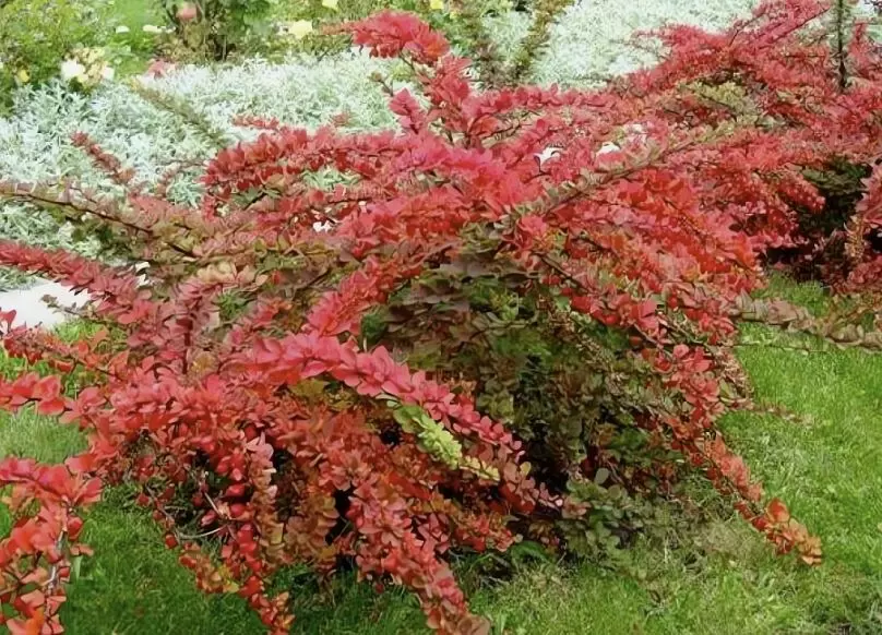 Как выбрать барбарис для зимнего сада: секреты устойчивости к морозам