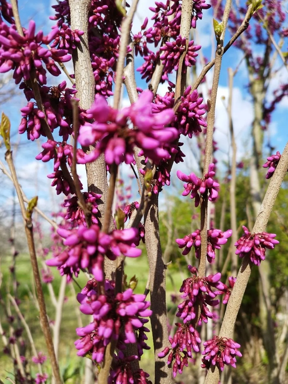 О погоде на 14 апреля . В Краснодарском крае облачно с прояснениями О погоде на 14 апреля . В Краснодарском крае облачно с прояснениями