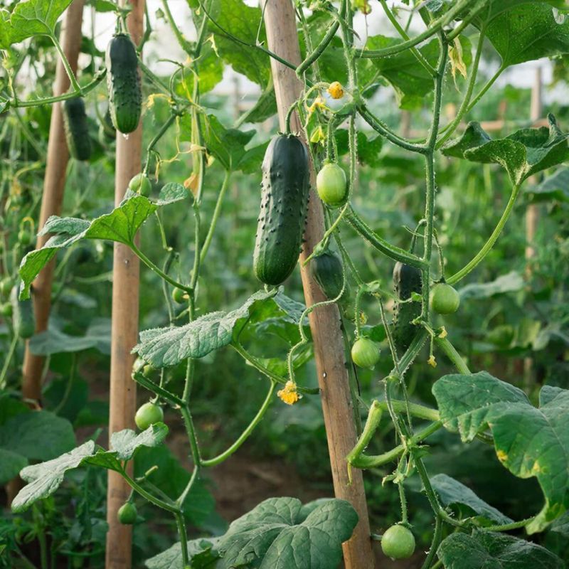 �������: ��������� ������ ������ ��� ������