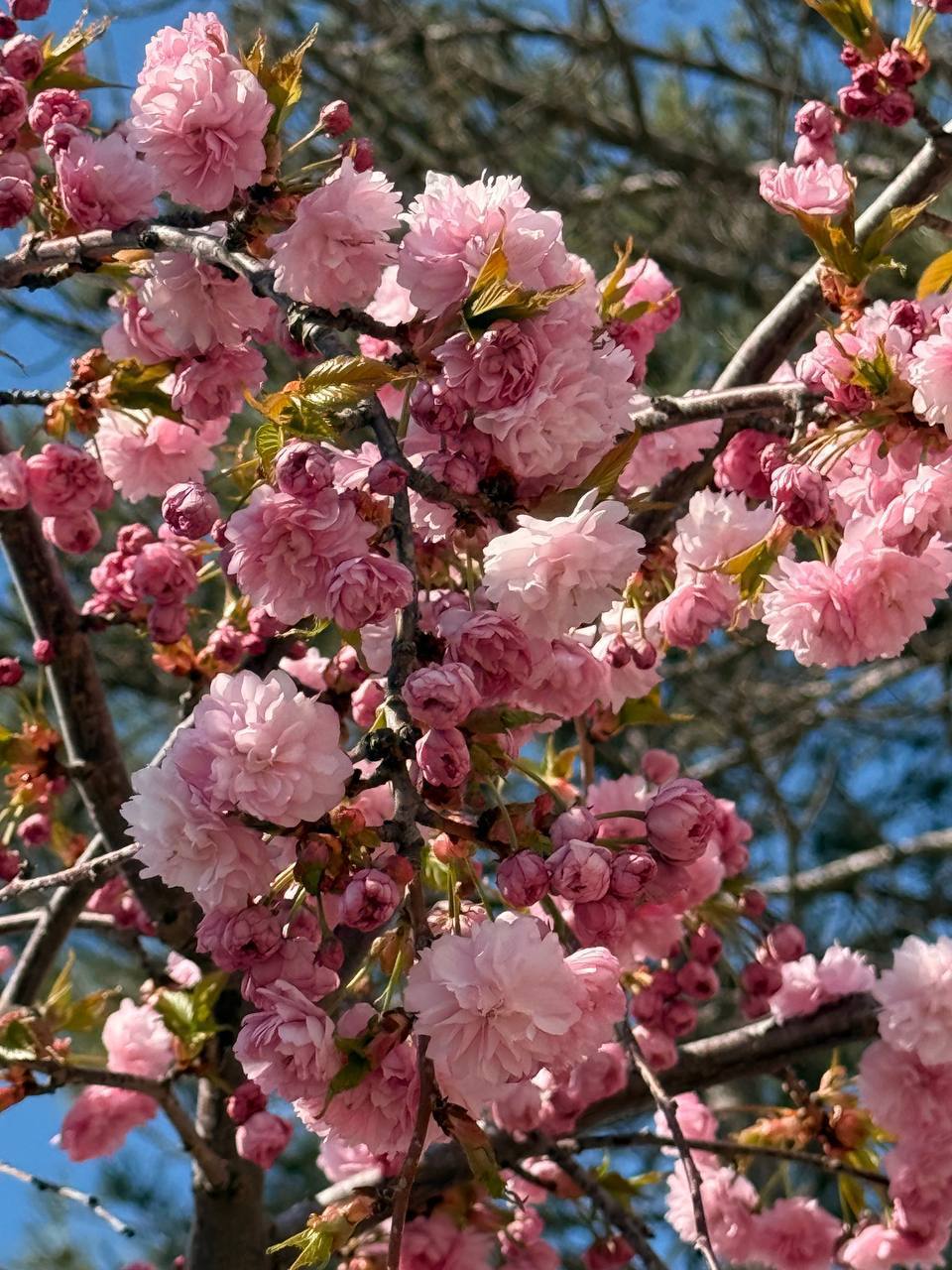 В Сочи наступила самая нежная пора — расцвела сакура