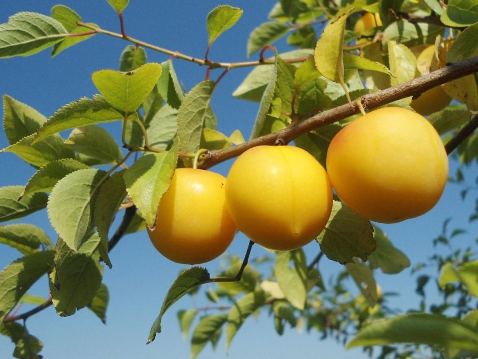 ��� ��������� �����, ������� ���������� ��� ��� �������